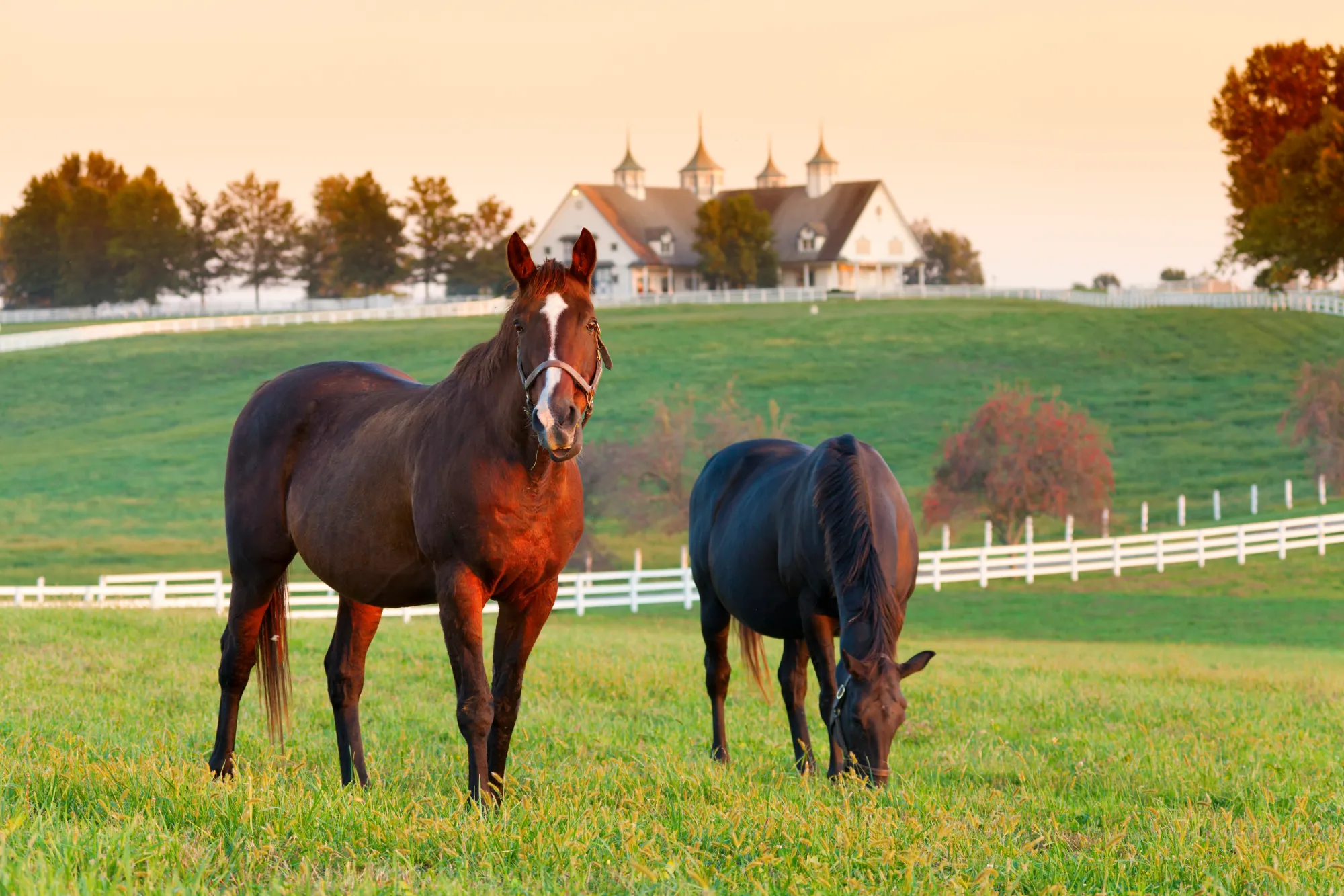 Hearing Hoofbeats – Think Horses, Not Zebras